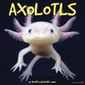Axolotls 2025 12 X 12 Wall Calendar - Willow Creek Press