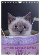 Britisch Kurzhaar Katzen - Planer (Wandkalender 2026 DIN A4 hoch), CALVENDO Monatskalender - Gabriela Wejat-Zaretzke