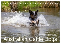 Spaziergang am See Australian Cattle Dogs (Tischkalender 2025 DIN A5 quer), CALVENDO Monatskalender - Fotodesign Verena Scholze