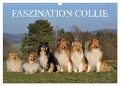 Faszination Collie 2024 (Wandkalender 2024 DIN A3 quer), CALVENDO Monatskalender - Sigrid Starick