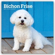 Cover-Bild zum Titel 'Bichon Frisé 2027 - 16-Monatskalender' von 'Browntrout Publishers'