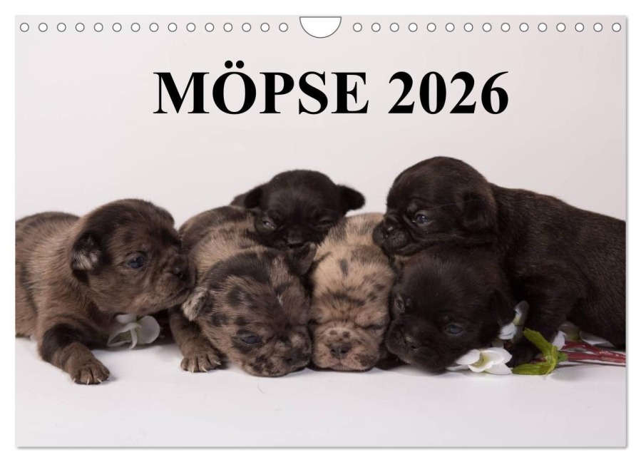 Möpse 2026 (Wandkalender 2026 DIN A4 quer), CALVENDO Monatskalender - Yvonne Obermüller Fotografie