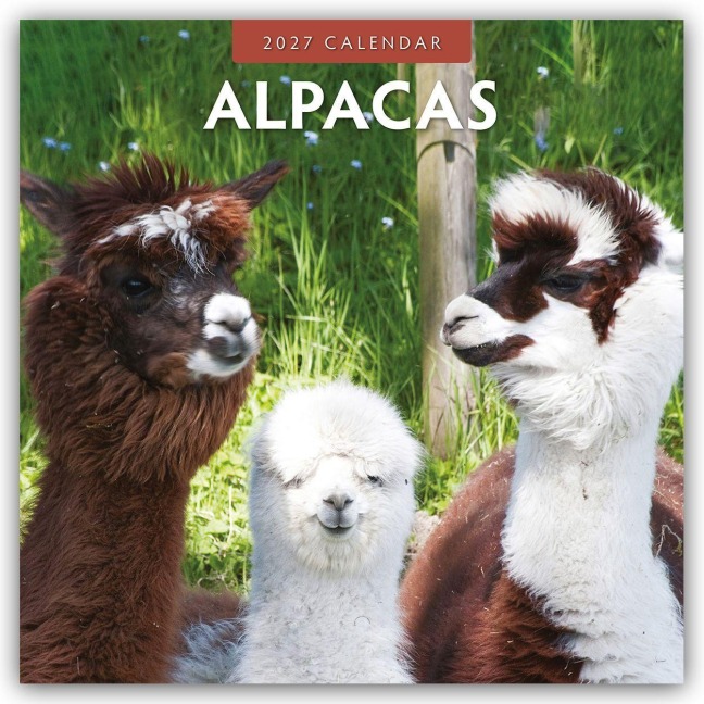 Alpacas - Alpakas 2027 - 16-Monatskalender - Robin Red