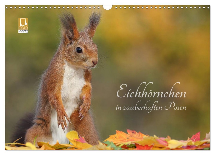 Eichhörnchen in zauberhaften Posen (Wandkalender 2025 DIN A3 quer), CALVENDO Monatskalender - Tine Meier