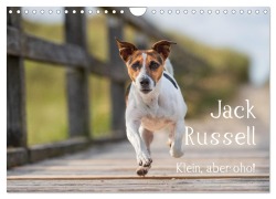 Jack Russell - Klein, aber oho! (Wandkalender 2026 DIN A4 quer), CALVENDO Monatskalender - Annett Mirsberger Tierpfoto. De