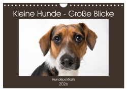 Cover-Bild zum Titel 'Kleine Hunde - Große Blicke (Wandkalender 2026 DIN A4 quer), CALVENDO Monatskalender' von 'Akrema-Photography Akrema-Photography'