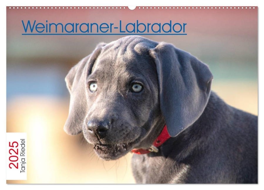 Weimaraner-Labrador (Wandkalender 2025 DIN A2 quer), CALVENDO Monatskalender - Tanja Riedel