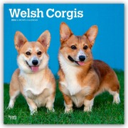 Welsh Corgis - Welsh Corgi 2026 - 16-Monatskalender - Browntrout Publishers