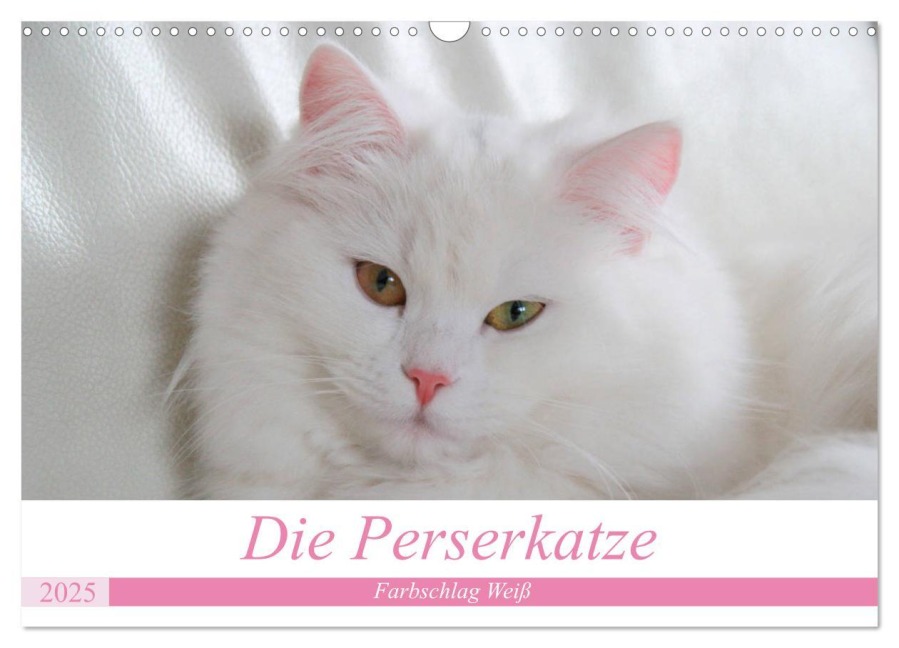 Die Perserkatze - Farbschlag Weiß (Wandkalender 2025 DIN A3 quer), CALVENDO Monatskalender - Arno Klatt