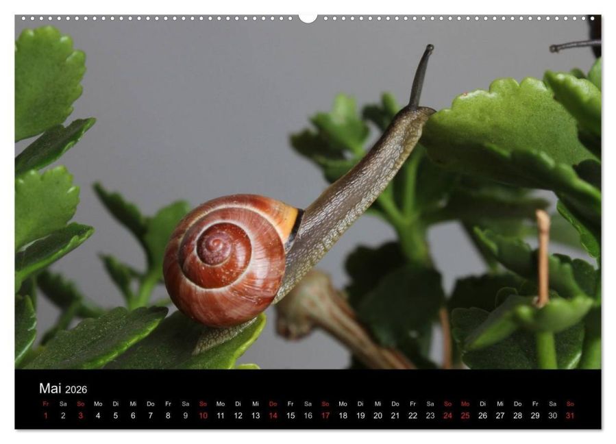 InsideView 9