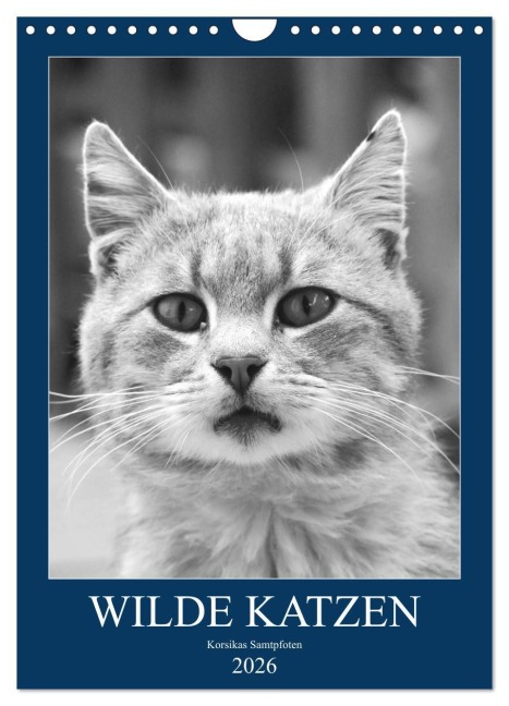 Wilde Katzen - Korsikas Samtpfoten (Wandkalender 2026 DIN A4 hoch), CALVENDO Monatskalender - Claudia Schimmack