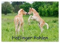 Haflinger Fohlen (Wandkalender 2025 DIN A2 quer), CALVENDO Monatskalender - Katho Menden