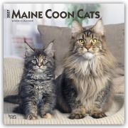 Cover-Bild zum Titel 'Maine Coon Cats - Maine Coon Katzen 2027 - 16-Monatskalender' von 'Browntrout Publishers'