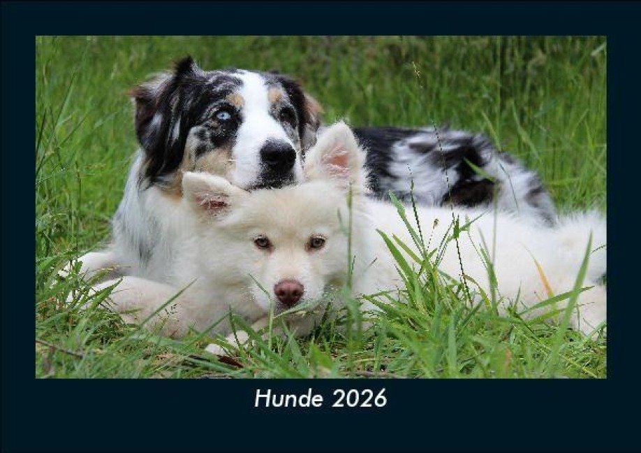 Hunde 2026 Fotokalender DIN A5 - Tobias Becker