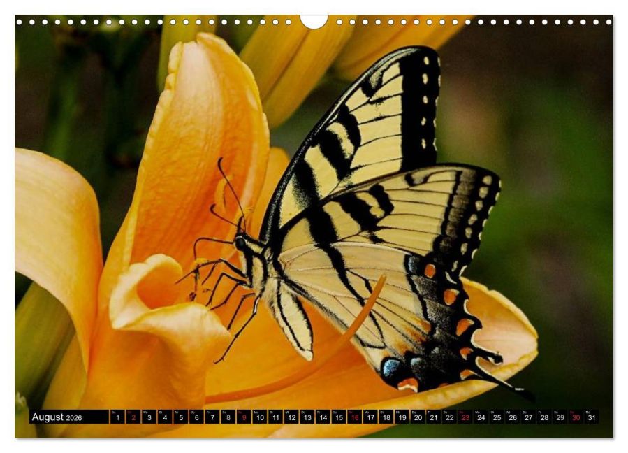 InsideView 13