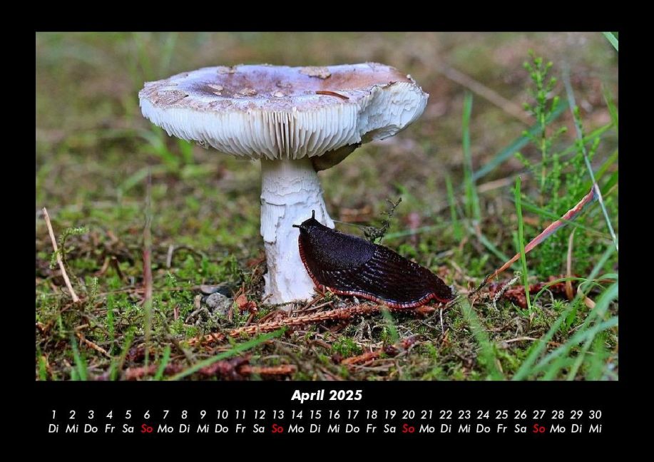InsideView 8