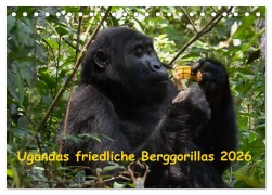 Cover-Bild zum Titel 'Ugandas friedliche Berggorillas (Tischkalender 2026 DIN A5 quer), CALVENDO Monatskalender' von 'Johanna Krause'