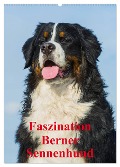 Faszination Berner Sennenhund (Wandkalender 2024 DIN A2 hoch), CALVENDO Monatskalender - Sigrid Starick