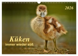 Cover-Bild zum Titel 'Küken - immer wieder süß (Wandkalender 2026 DIN A3 quer), CALVENDO Monatskalender' von 'Peter Roder'
