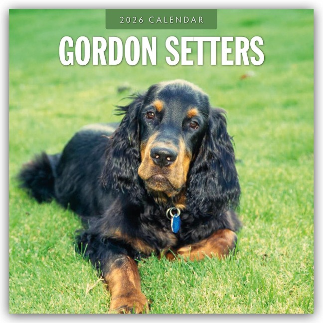 Gordon Setters - Gordon Setter 2026 - 16-Monatskalender - Robin Red