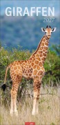 Cover-Bild zum Titel 'Giraffen Kalender 2027' von ''