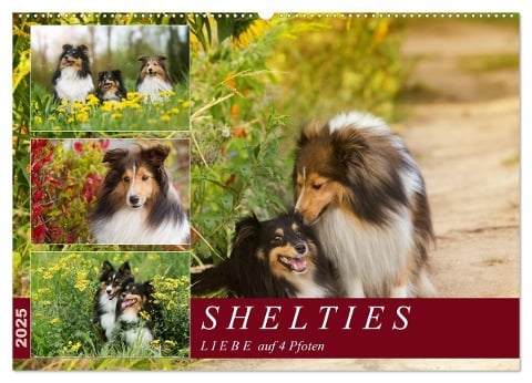 SHELTIES Liebe auf 4 Pfoten (Wandkalender 2025 DIN A2 quer), CALVENDO Monatskalender - Marion Reiß-Seibert