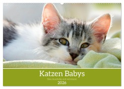 Cover-Bild zum Titel 'Katzenbabys (Wandkalender 2026 DIN A2 quer), CALVENDO Monatskalender' von ''