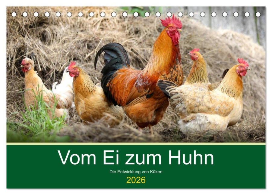 Vom Ei zum Huhn. Die Entwicklung von Küken (Tischkalender 2026 DIN A5 quer), CALVENDO Monatskalender - Rose Hurley