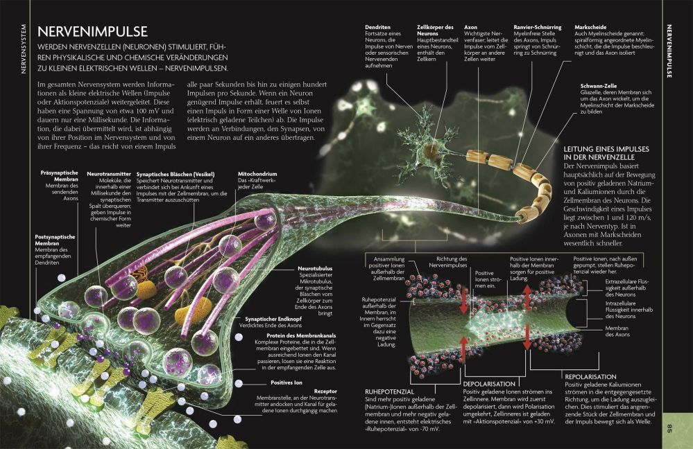 InsideView 4