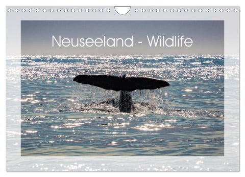 Neuseeland - Wildlife (Wandkalender 2024 DIN A4 quer), CALVENDO Monatskalender - Peter Schürholz