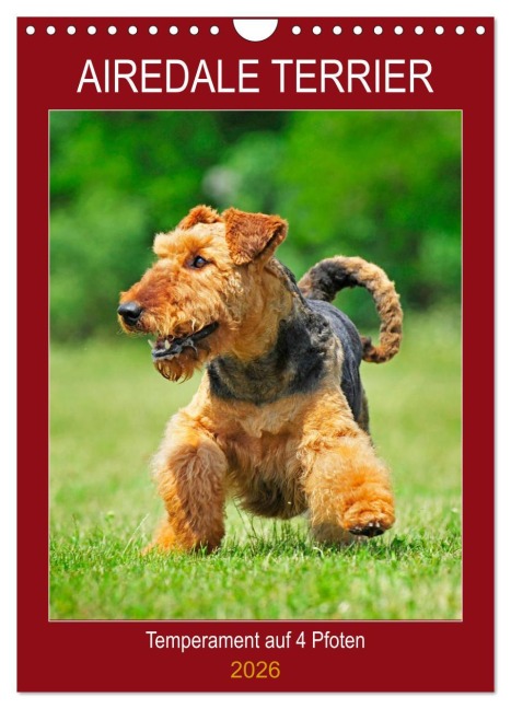 Airedale Terrier - Temperament auf 4 Pfoten (Wandkalender 2026 DIN A4 hoch), CALVENDO Monatskalender - Sigrid Starick