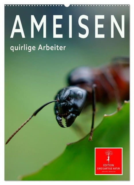Ameisen quirlige Arbeiter (Wandkalender 2026 DIN A2 hoch), CALVENDO Monatskalender - Peter Roder
