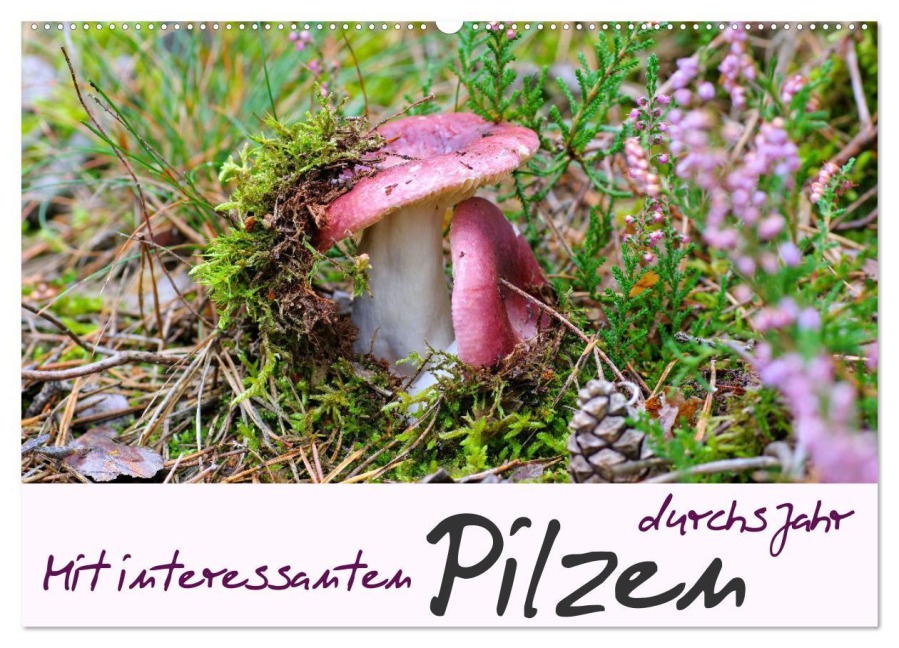 Mit interessanten Pilzen durchs Jahr (Wandkalender 2025 DIN A2 quer), CALVENDO Monatskalender - LianeM LianeM