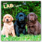 Labrador Retriever Puppies - Labrador Retriever Welpen 2026 - 16-Monatskalender - Browntrout Publishers