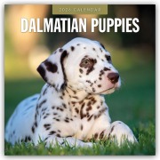 Dalmatian Puppies - Dalmatiner Welpen 2026 - 16-Monatskalender - Robin Red