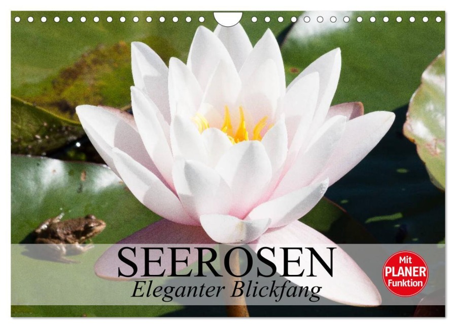 Seerosen. Eleganter Blickfang (Wandkalender 2025 DIN A4 quer), CALVENDO Monatskalender - Elisabeth Stanzer