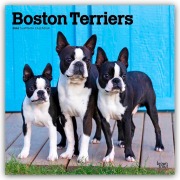 Boston Terriers 2026 - 16-Monatskalender - Browntrout Publishers