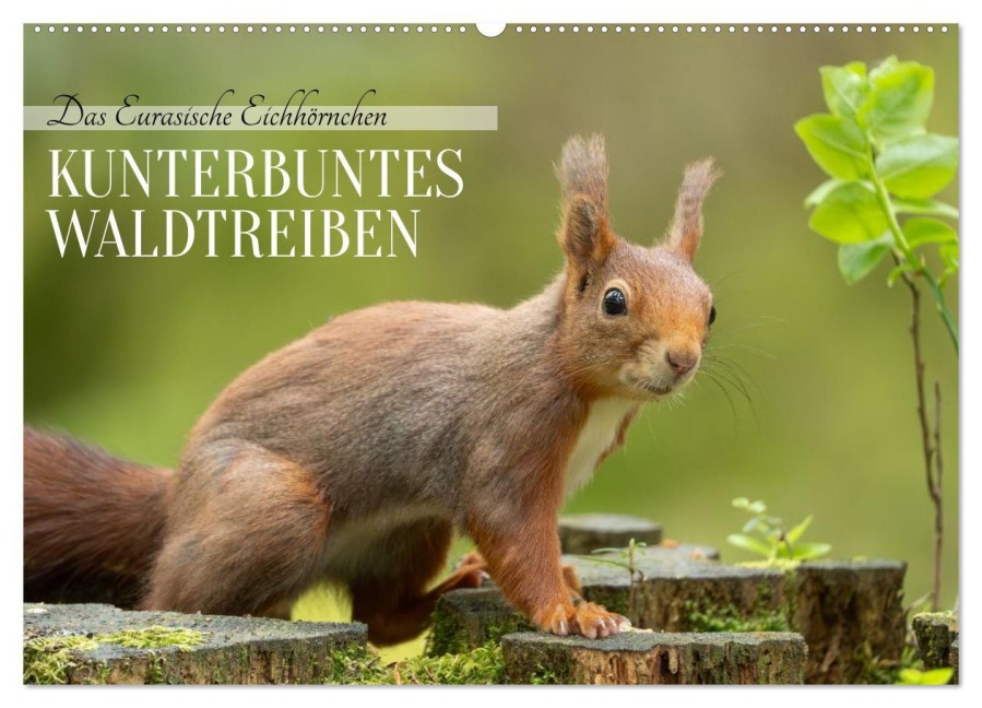 Das Eurasische Eichhörnchen - Kunterbuntes Waldtreiben (Wandkalender 2026 DIN A2 quer), CALVENDO Monatskalender - Angela Merk