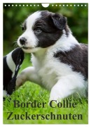 Border Collie Zuckerschnuten (Wandkalender 2026 DIN A4 hoch), CALVENDO Monatskalender - Andrea Mayer