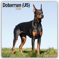 Doberman - Dobermann 2025 - 16-Monatskalender - Avonside Publishing Ltd