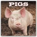 Pigs - Schweine 2025 - 16-Monatskalender - Avonside Publishing Ltd