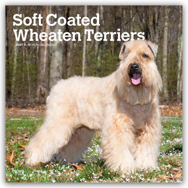 Soft Coated Wheaten Terriers - Soft Coated Wheaten Terrier 2027 - 16-Monatskalender - Browntrout Publishers
