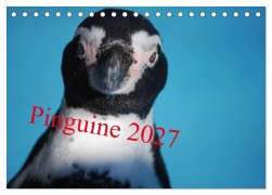 Cover-Bild zum Titel 'Pinguine 2027 (Tischkalender 2027 DIN A5 quer), CALVENDO Monatskalender' von 'Ilka Groos'