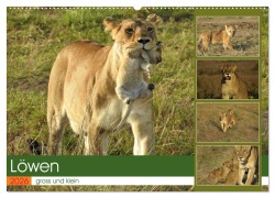 Cover-Bild zum Titel 'Löwen - gross und klein (Wandkalender 2026 DIN A2 quer), CALVENDO Monatskalender' von 'Susan Michel'