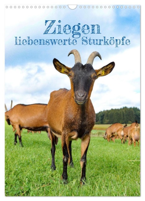 Ziegen - liebenswerte Sturköpfe (Wandkalender 2027 DIN A3 hoch), CALVENDO Monatskalender - Angela Merk