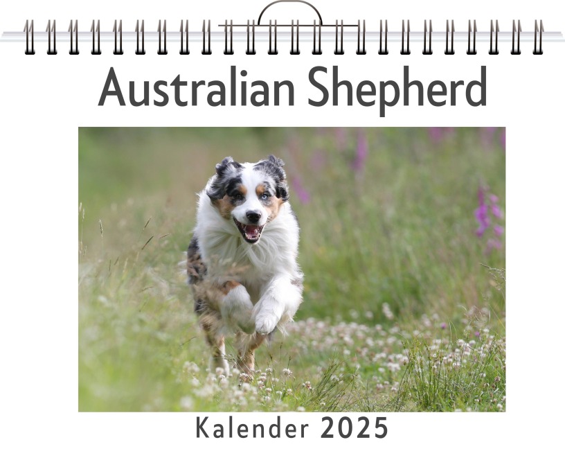 Australian Shepherd - Julian Hofmann