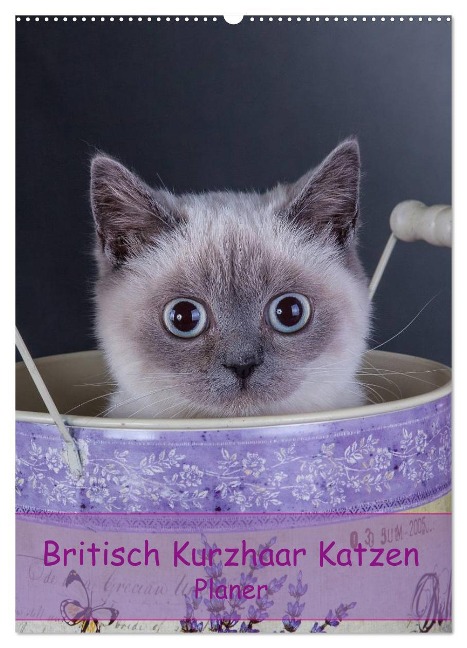 Britisch Kurzhaar Katzen - Planer (Wandkalender 2024 DIN A2 hoch), CALVENDO Monatskalender - Gabriela Wejat-Zaretzke