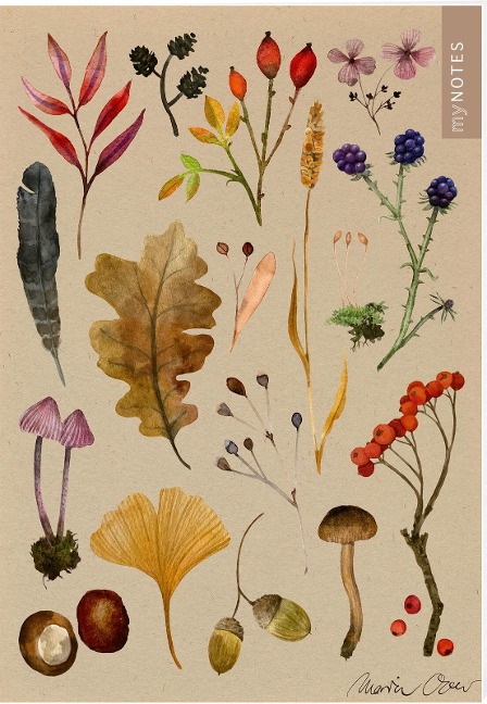 myNOTES Papeterie: Notizheft Naturschätze - 