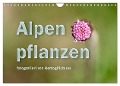 Alpenpflanzen fotografiert von HerzogPictures (Wandkalender 2024 DIN A4 quer), CALVENDO Monatskalender - HerzogPictures HerzogPictures