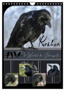 Cover-Bild zum Titel 'Krähen - Im Wandel der Jahreszeiten (Wandkalender 2026 DIN A4 hoch), CALVENDO Monatskalender' von 'Irene Saar'